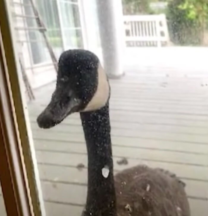 Goose Clings to Clinic Door to Comfort Wounded Partner