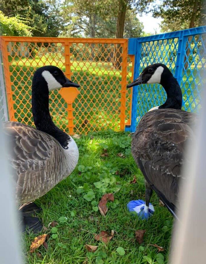 Goose Clings to Clinic Door to Comfort Wounded Partner