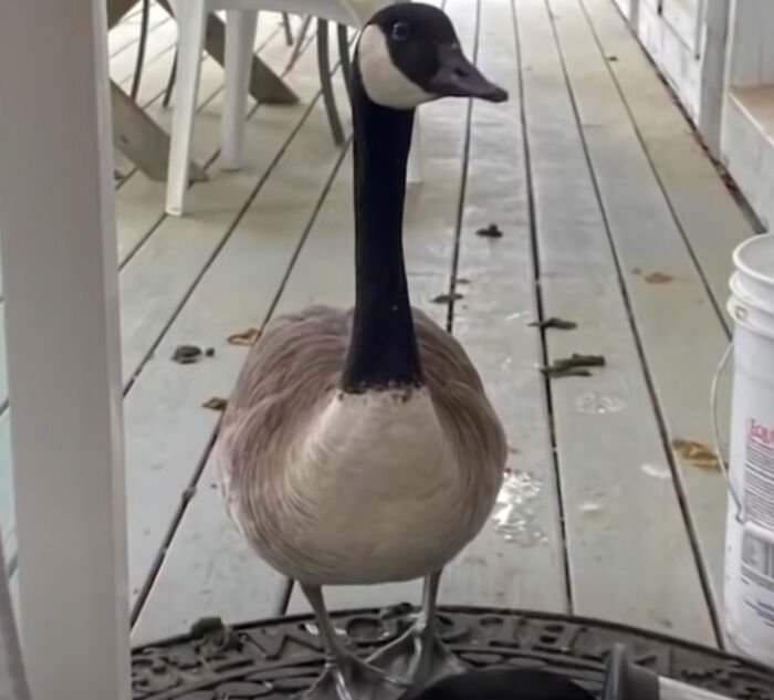 Goose Clings to Clinic Door to Comfort Wounded Partner