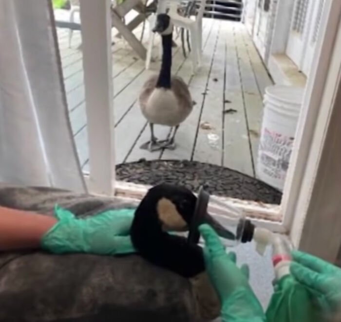 Goose Clings to Clinic Door to Comfort Wounded Partner