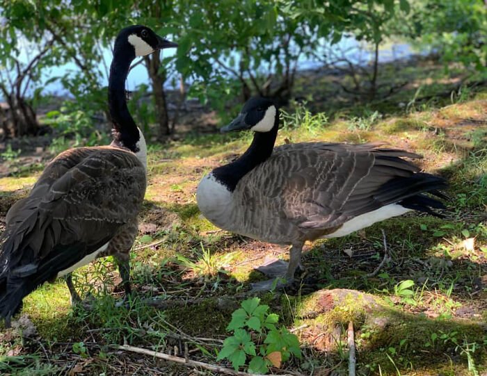 Goose Clings to Clinic Door to Comfort Wounded Partner