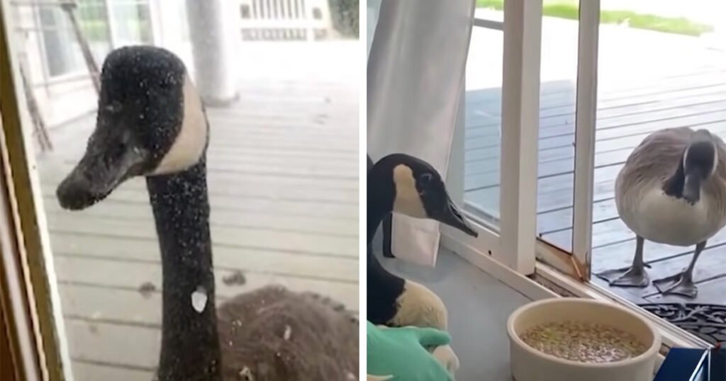 Goose Taps On Clinic Door To Comfort Injured Mate