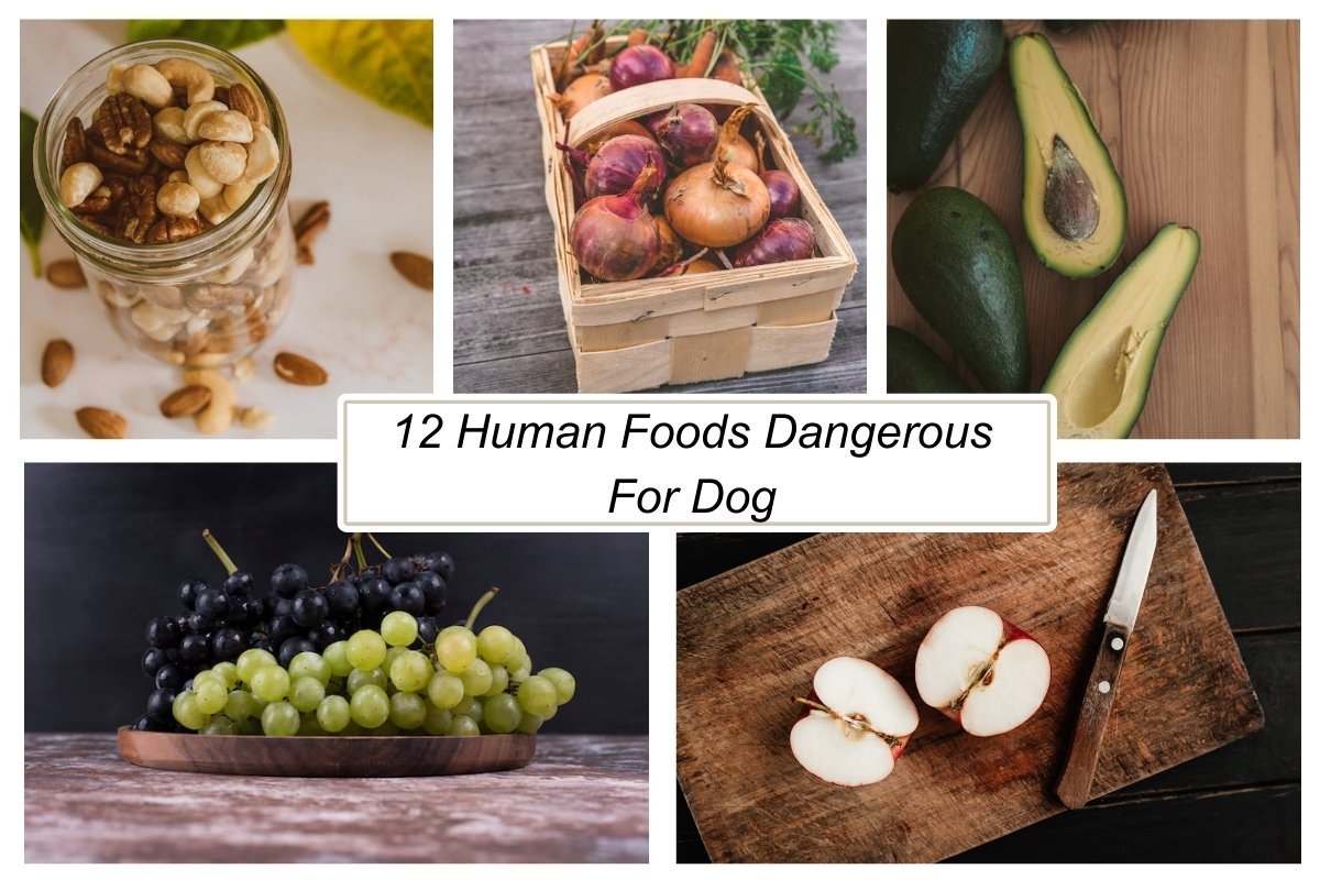 12 Human Foods Dangerous For Dog